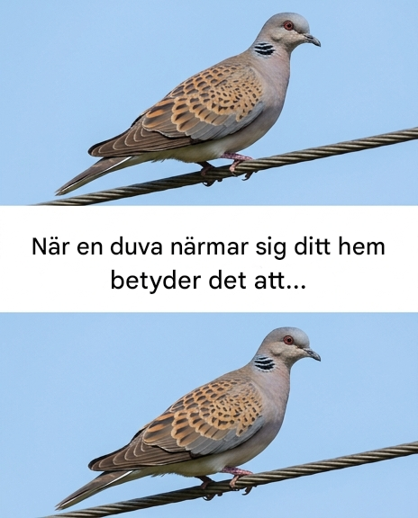 Vad betyder det att det finns en duva nära ditt hus?